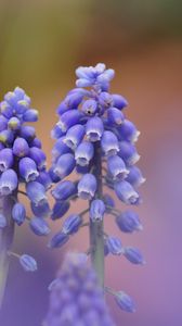 Preview wallpaper muscari, blue, flowers, focus, nature