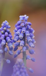 Preview wallpaper muscari, blue, flowers, focus, nature