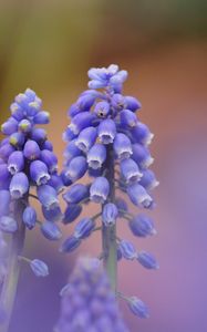 Preview wallpaper muscari, blue, flowers, focus, nature