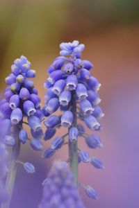 Preview wallpaper muscari, blue, flowers, focus, nature