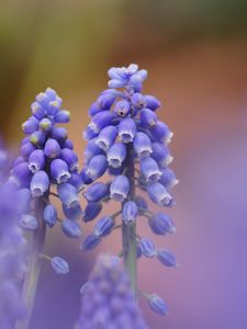 Preview wallpaper muscari, blue, flowers, focus, nature