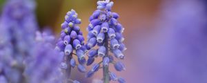 Preview wallpaper muscari, blue, flowers, focus, nature