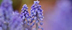 Preview wallpaper muscari, blue, flowers, focus, nature