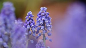 Preview wallpaper muscari, blue, flowers, focus, nature