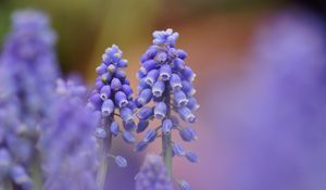 Preview wallpaper muscari, blue, flowers, focus, nature