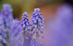 Preview wallpaper muscari, blue, flowers, focus, nature