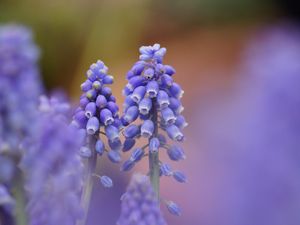 Preview wallpaper muscari, blue, flowers, focus, nature