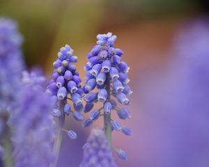 Preview wallpaper muscari, blue, flowers, focus, nature