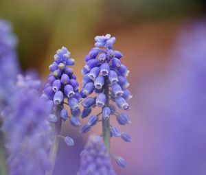 Preview wallpaper muscari, blue, flowers, focus, nature