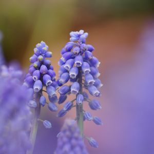 Preview wallpaper muscari, blue, flowers, focus, nature