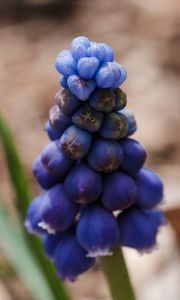 Preview wallpaper muscari botryoides, flowers, buds, blue, macro, blur