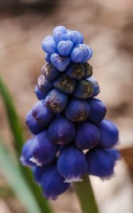 Preview wallpaper muscari botryoides, flowers, buds, blue, macro, blur