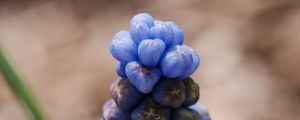 Preview wallpaper muscari botryoides, flowers, buds, blue, macro, blur