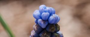 Preview wallpaper muscari botryoides, flowers, buds, blue, macro, blur