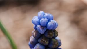 Preview wallpaper muscari botryoides, flowers, buds, blue, macro, blur