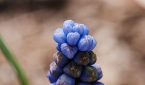 Preview wallpaper muscari botryoides, flowers, buds, blue, macro, blur