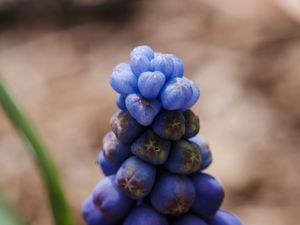 Preview wallpaper muscari botryoides, flowers, buds, blue, macro, blur