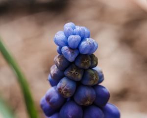 Preview wallpaper muscari botryoides, flowers, buds, blue, macro, blur