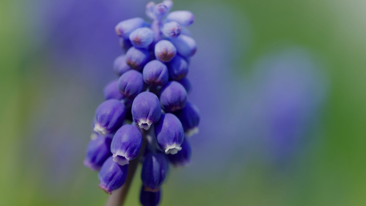 Wallpaper muscari, flower, macro, plant, purple, blue, bud