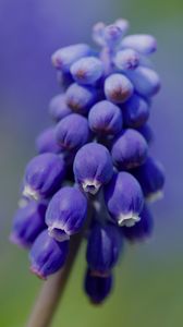 Preview wallpaper muscari, flower, macro, plant, purple, blue, bud
