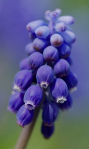 Preview wallpaper muscari, flower, macro, plant, purple, blue, bud