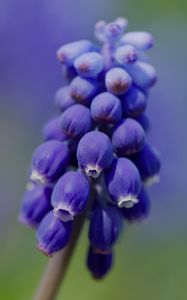 Preview wallpaper muscari, flower, macro, plant, purple, blue, bud