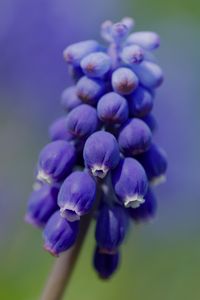 Preview wallpaper muscari, flower, macro, plant, purple, blue, bud