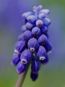 Preview wallpaper muscari, flower, macro, plant, purple, blue, bud