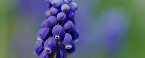 Preview wallpaper muscari, flower, macro, plant, purple, blue, bud