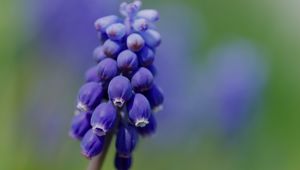 Preview wallpaper muscari, flower, macro, plant, purple, blue, bud