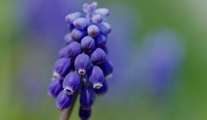 Preview wallpaper muscari, flower, macro, plant, purple, blue, bud