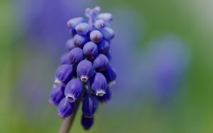 Preview wallpaper muscari, flower, macro, plant, purple, blue, bud