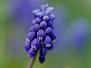 Preview wallpaper muscari, flower, macro, plant, purple, blue, bud