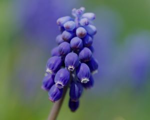 Preview wallpaper muscari, flower, macro, plant, purple, blue, bud