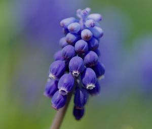 Preview wallpaper muscari, flower, macro, plant, purple, blue, bud
