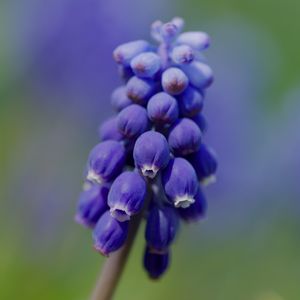 Preview wallpaper muscari, flower, macro, plant, purple, blue, bud