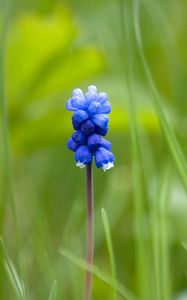 Preview wallpaper muscari, flower, one, grass, blurring