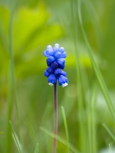 Preview wallpaper muscari, flower, one, grass, blurring