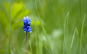 Preview wallpaper muscari, flower, one, grass, blurring