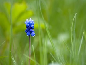 Preview wallpaper muscari, flower, one, grass, blurring