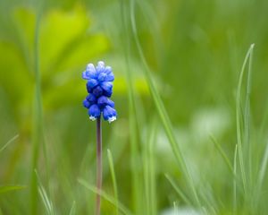 Preview wallpaper muscari, flower, one, grass, blurring