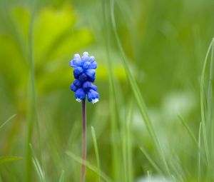 Preview wallpaper muscari, flower, one, grass, blurring