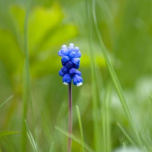 Preview wallpaper muscari, flower, one, grass, blurring