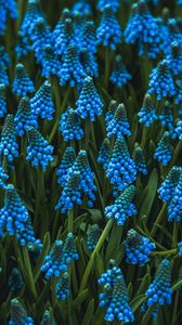 Preview wallpaper muscari, flowers, blue, bloom, flowerbed