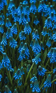 Preview wallpaper muscari, flowers, blue, bloom, flowerbed