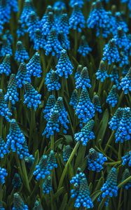 Preview wallpaper muscari, flowers, blue, bloom, flowerbed