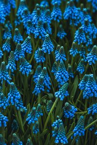 Preview wallpaper muscari, flowers, blue, bloom, flowerbed