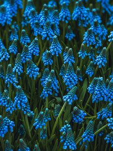 Preview wallpaper muscari, flowers, blue, bloom, flowerbed