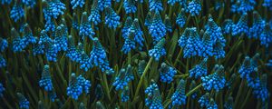 Preview wallpaper muscari, flowers, blue, bloom, flowerbed