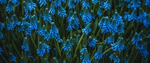 Preview wallpaper muscari, flowers, blue, bloom, flowerbed